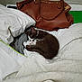 kitten, cat, sleeping, bed, blanket, pillow, leather_bag, notebook, indoor, cozy, white, black_and_white, resting, cute, small, fur, domestic_animal, pet, nap, soft