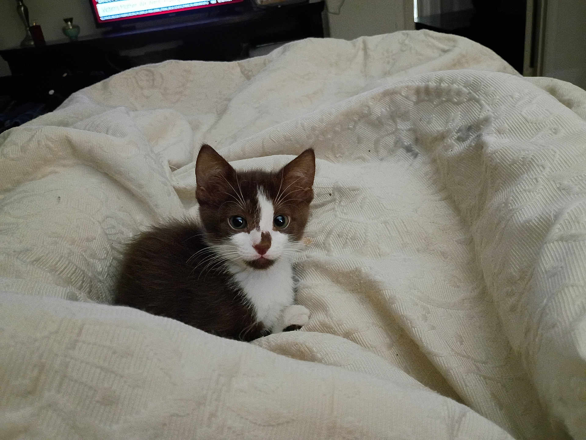 Hemera joined the competition — help win amazing prizes! kitten, cat, indoor, blanket, white, brown, cute, pet, animal, feline, resting, texture, cozy, young, domestic, fur, eyes, ears, curious, bedroom