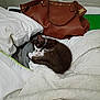 Hemera joined the competition — help win amazing prizes! kitten, cat, sleeping, bed, pillow, blanket, leather_bag, indoor, resting, cozy, fur, animal, cute, small, pet, white, black, soft, nap, feline