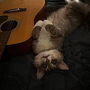 Gurt joined the competition — help win amazing prizes! cat, upside_down, acoustic_guitar, blanket, indoor, pet, feline, cute, playful, fur, collar, whiskers, paws, teeth, relaxed, bedroom, music, animal, domestic, resting