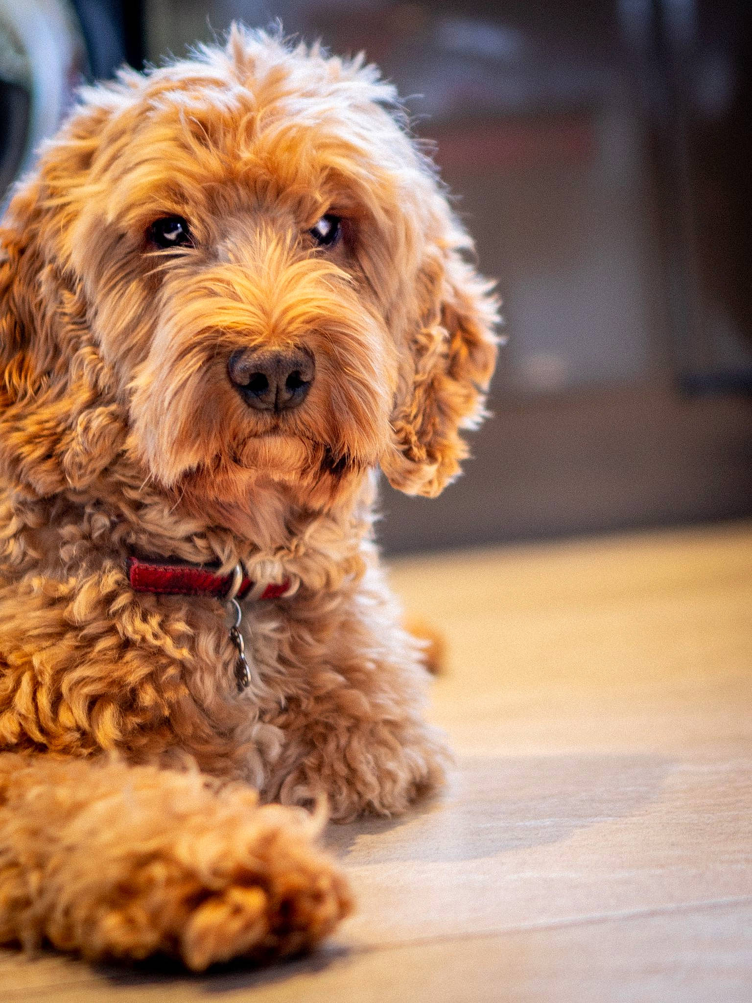 Arthur joined the competition — help win amazing prizes! canidae, carnivore, companion_dog, dog, dog_breed, flooring, fur, hardwood, liver, maltepoo, puppy, small_terrier, snout, sporting_group, terrier, toy_dog, water_dog, wood, yorkipoo