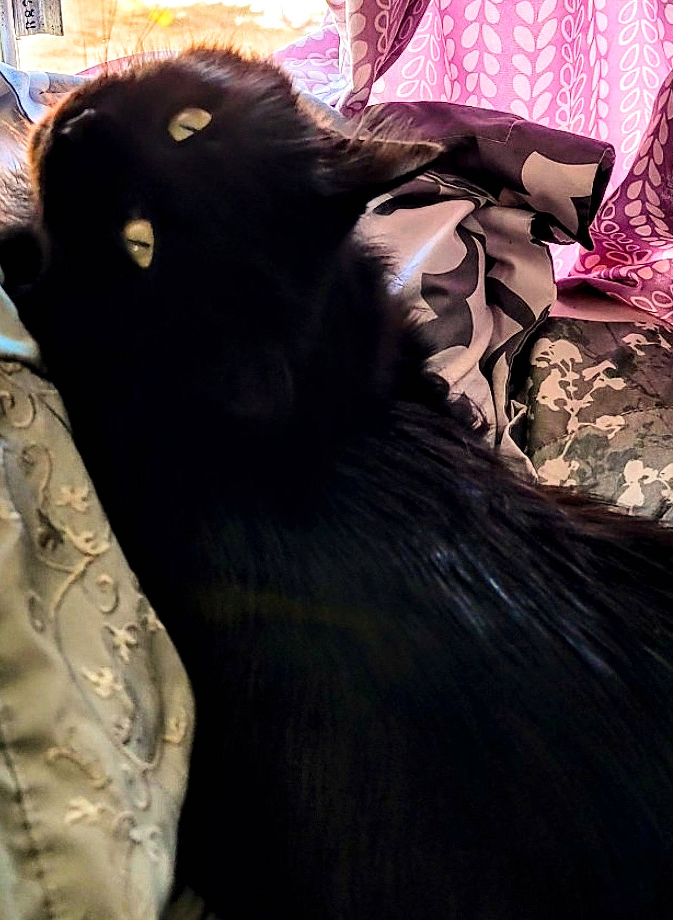 Piperann is registered to the contest to win money with this photo: black_cat, canidae, carnivore, companion_dog, dog_breed, feather, felidae, fur, magenta, small_to_medium_sized_cats, sporting_group, tail, terrestrial_animal, tints_and_shades, tree, whiskers, wildlife, working_animal