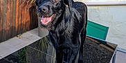 Looms participe au concours pour gagner de l'argent avec cette photo : animal, backyard, black_dog, canine, chair, dog, fence, garden, glass_table, greenery, happy, outdoor, pet, plant, reflection, smiling, sunlight, table, tongue_out, window