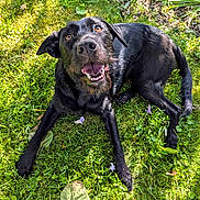 Looms participe au concours pour gagner de l'argent avec cette photo : animal, black_dog, canine, daylight, dog, ears, friendly, fur, garden, grass, happy, leaves, lying_down, nature, outdoor, pet, playful, smiling, sunlight, tongue_out
