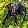 animal, black_dog, canine, daylight, dog, ears, friendly, fur, garden, grass, happy, leaves, lying_down, nature, outdoor, pet, playful, smiling, sunlight, tongue_out