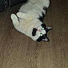 Speedy is registered to the contest to win money with this photo: cat, black_and_white, lying_down, floor, wood_floor, indoor, pet, fur, relaxed, animal, whiskers, ears, paws, furniture, home, mammal, cute, domestic, flash, glowing_eyes