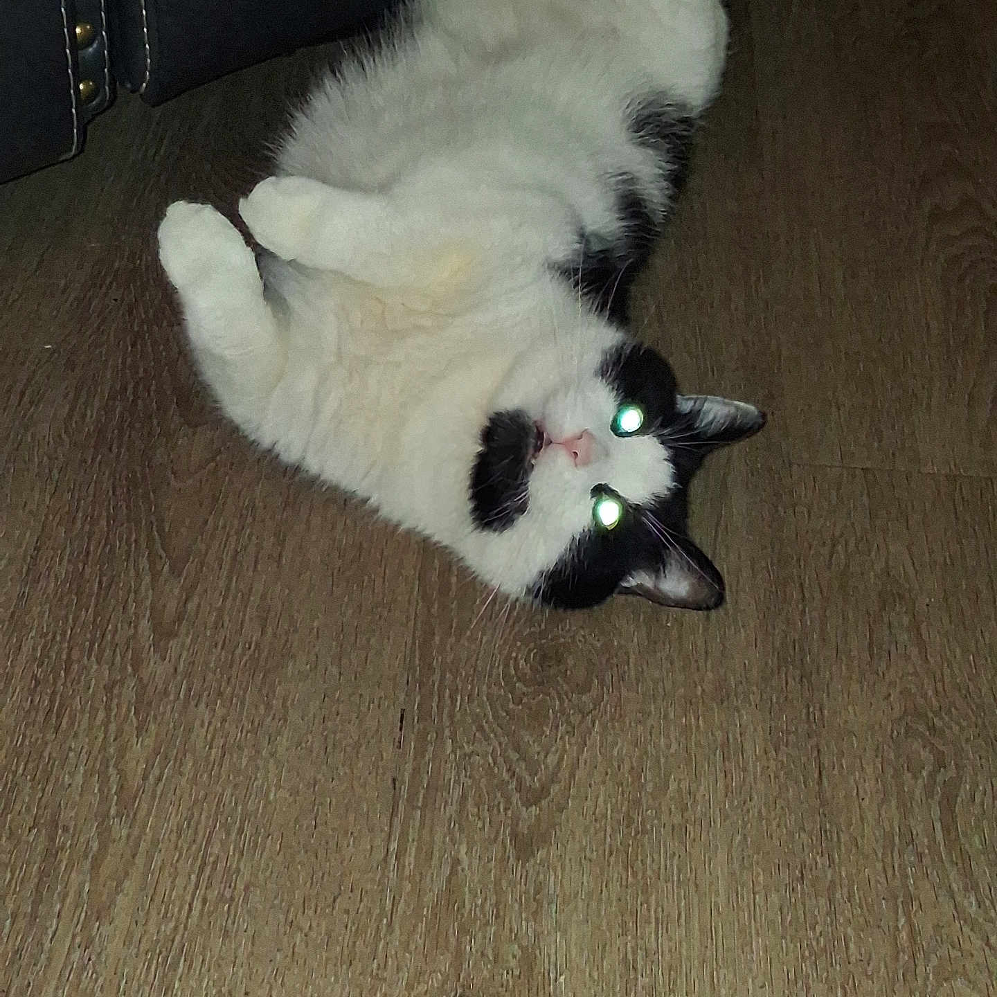 Speedy is registered to the contest to win money with this photo: cat, black_and_white, lying_down, floor, wood_floor, indoor, pet, fur, relaxed, animal, whiskers, ears, paws, furniture, home, mammal, cute, domestic, flash, glowing_eyes