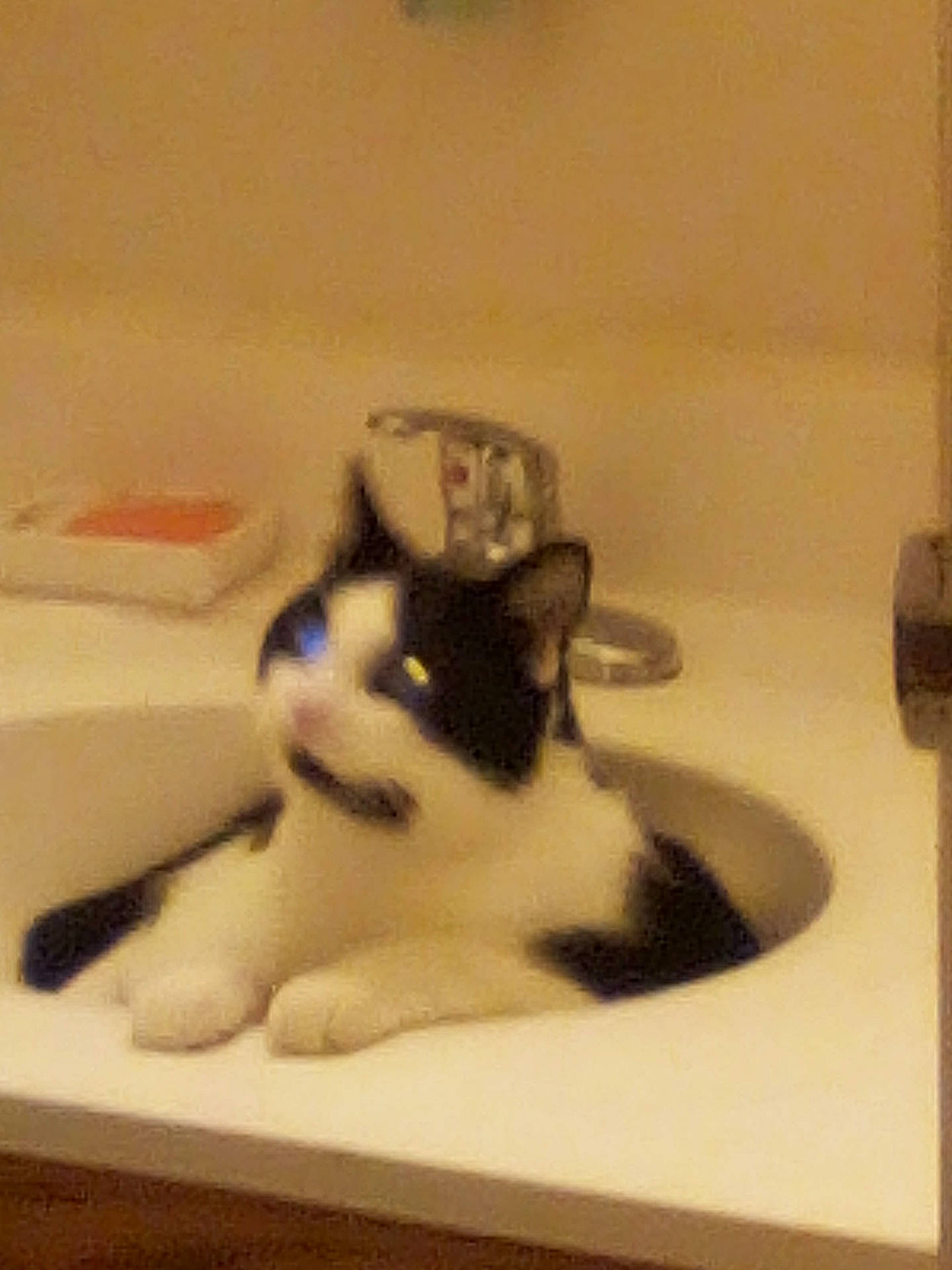 Speedy is registered to the contest to win money with this photo: animal, bathroom, black_and_white, cat, claws, countertop, curious, cute, domestic, feline, fixture, fur, household, indoor, pet, relaxed, resting, sink, tap, whiskers