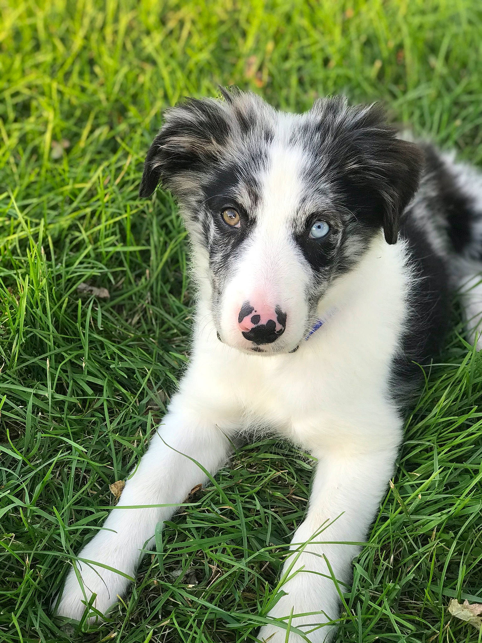 Mars is registered to the contest to win money with this photo: australian_collie, australian_shepherd, border_collie, canidae, carnivore, companion_dog, dog, dog_breed, grass, herding_dog, mammal, miniature_australian_shepherd, puppy, rare_breed_dog, snout, stabyhoun, texas_heeler, vertebrate, welsh_sheepdog, working_dog