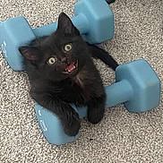 Midnight is registered to the contest to win money with this photo: kitten, black_cat, dumbbells, carpet, playful, pet, indoor, animal, cute, small, fur, whiskers, eyes, mouth_open, paws, exercise_equipment, floor, funny, young, toy