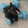 animal, black_cat, carpet, cute, dumbbells, exercise_equipment, eyes, floor, funny, fur, indoor, kitten, mouth_open, paws, pet, playful, small, toy, whiskers, young