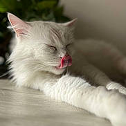 Olaf a rejoint le concours — aidez-le/la à gagner de superbes lots ! cat, white_cat, licking, tongue_out, fluffy, pet, animal, relaxed, resting, indoor, closeup, feline, cute, sleepy, whiskers, soft_focus, plant, wooden_surface, domestic_cat, fur