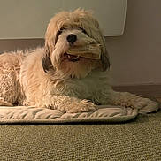 Marcel participe au concours pour gagner de l'argent avec cette photo : dog, bone, pet, indoor, carpet, mat, fluffy, cute, animal, canine, fur, relaxed, lying_down, mouth, nose, whiskers, ears, home, domestic, companion