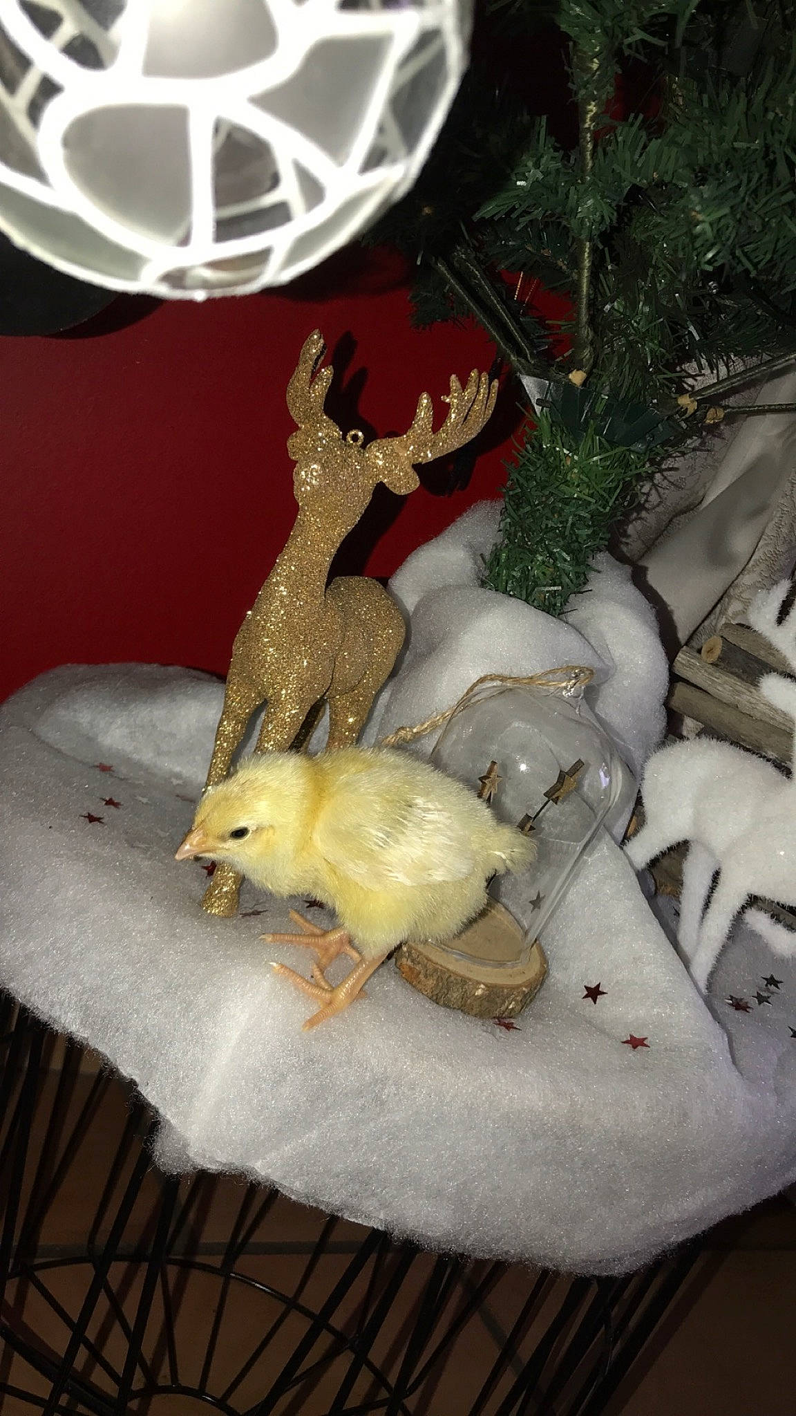 Magali a rejoint le concours — aidez-le/la à gagner de superbes lots ! fawn, tail