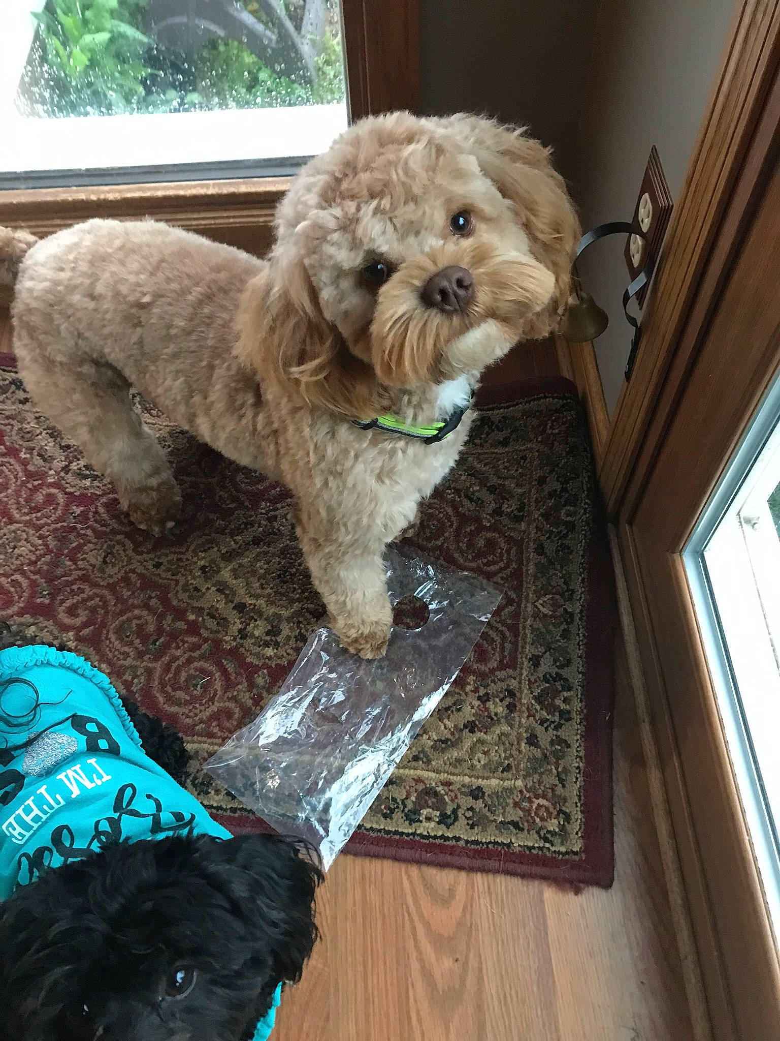 Bobo is registered to the contest to win money with this photo: canidae, carnivore, companion_dog, daylighting, dog, dog_breed, flooring, hardwood, laminate_flooring, maltepoo, mammal, poodle_crossbreed, sporting_group, teal, toy_dog, vertebrate, water_dog, wood_flooring, wood_stain, working_animal