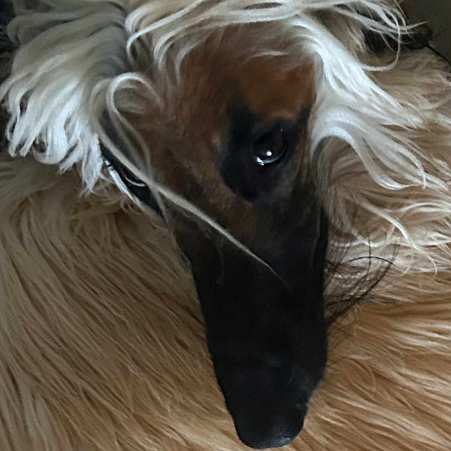 Raja
