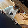 dog, curious, peeking, paws, wooden_chair, floor, indoor, pet, animal, brown_and_white, close_up, eyes, nails, snout, furniture, wood, playing, cute, looking_up, domestic