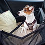 Grim a rejoint le concours — aidez-le/la à gagner de superbes lots ! dog, puppy, car_seat, harness, pillow, pet, vehicle_interior, seatbelt, mesh, curious, white, brown, small_dog, resting, looking_away, cozy, travel, canine, leash, sitting