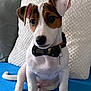 puppy, dog, bow_tie, pet, cute, sitting, indoor, blanket, pillows, white, brown, black, fur, ears, tail, collar, paw, young, animal, domestic