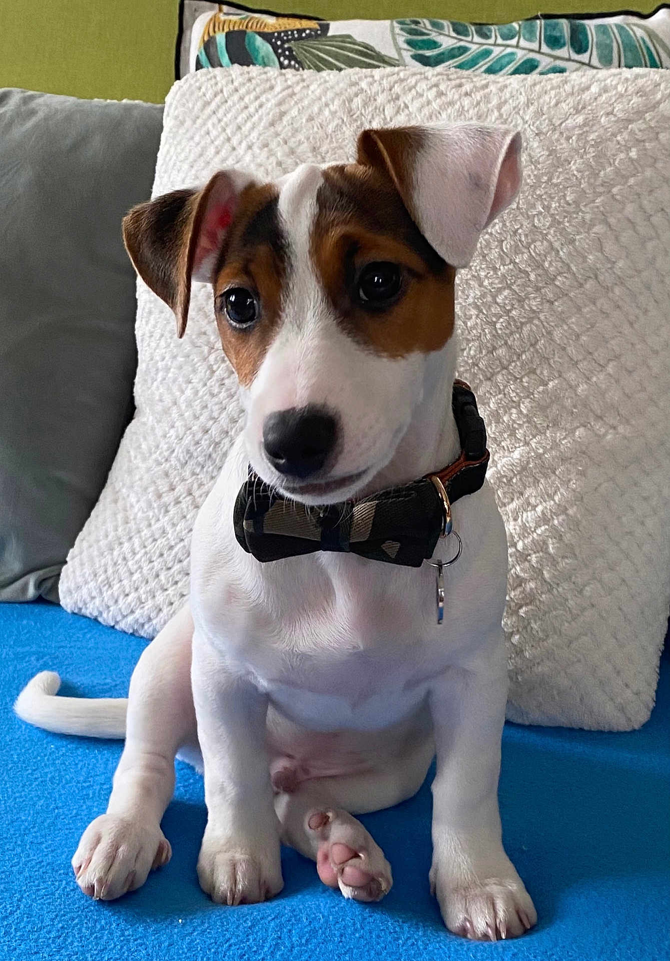 Grim a rejoint le concours — aidez-le/la à gagner de superbes lots ! puppy, dog, bow_tie, pet, cute, sitting, indoor, blanket, pillows, white, brown, black, fur, ears, tail, collar, paw, young, animal, domestic