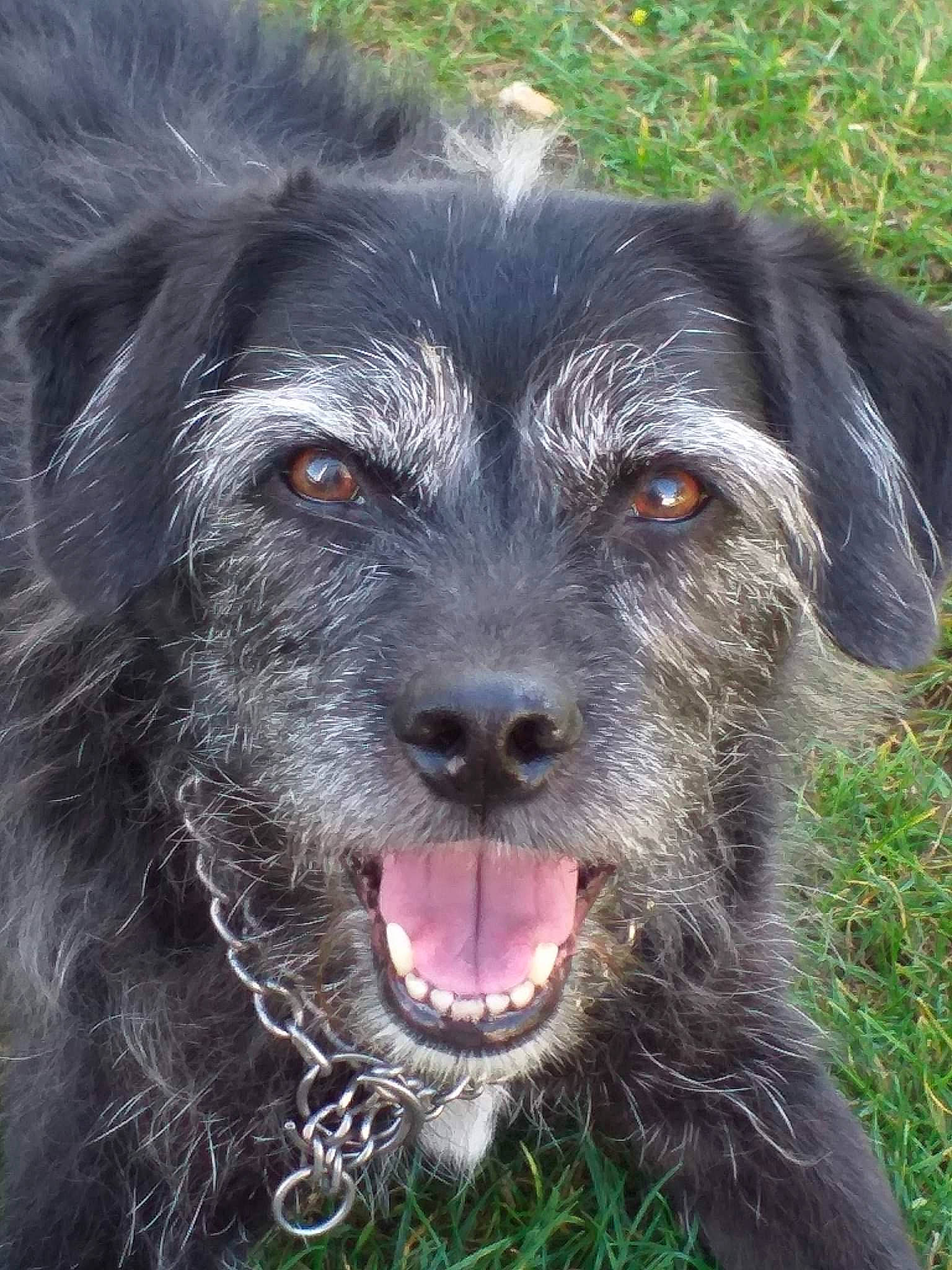 Blacky a rejoint le concours — aidez-le/la à gagner de superbes lots ! canidae, carnivore, companion_dog, dog, dog_breed, fang, fur, grass, hunting_dog, plant, snout, sporting_group, terrier, water_dog, working_animal, working_dog