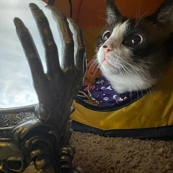 Stampy joined the competition — help win amazing prizes! box, cardboard, carnivore, cat, claw, domestic_short_haired_cat, felidae, flooring, foot, fur, gesture, glove, human_leg, paw, photo_caption, sitting, small_to_medium_sized_cats, snout, tail, whiskers