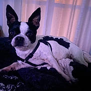 Chase is registered to the contest to win money with this photo: animal, bed, bedroom, bostonbull, boxer, bulldog, canine, couch, dog, frenchbulldog, furniture, harness, indoors, pet, pitbull, pointer, puppy, room, terrier, whitedog