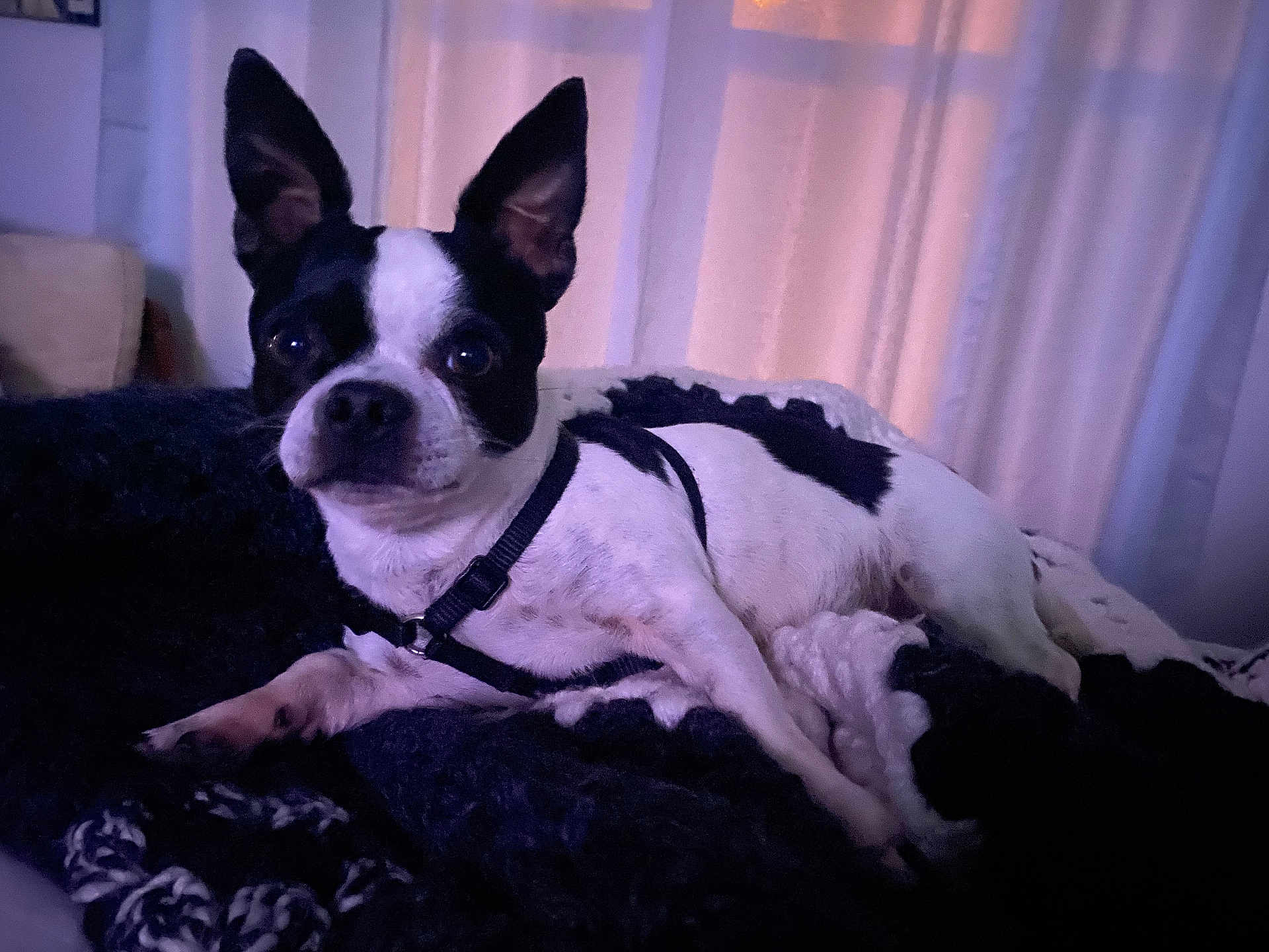 Chase is registered to the contest to win money with this photo: animal, bed, bedroom, bostonbull, boxer, bulldog, canine, couch, dog, frenchbulldog, furniture, harness, indoors, pet, pitbull, pointer, puppy, room, terrier, whitedog