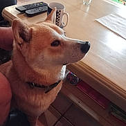 Nouky a rejoint le concours — aidez-le/la à gagner de superbes lots ! dog, indoor, table, mug, remote_control, glass, floor, tile, furniture, pet, collar, brown_dog, side_view, domestic, animal, cozy, household, quiet, sitting, focused