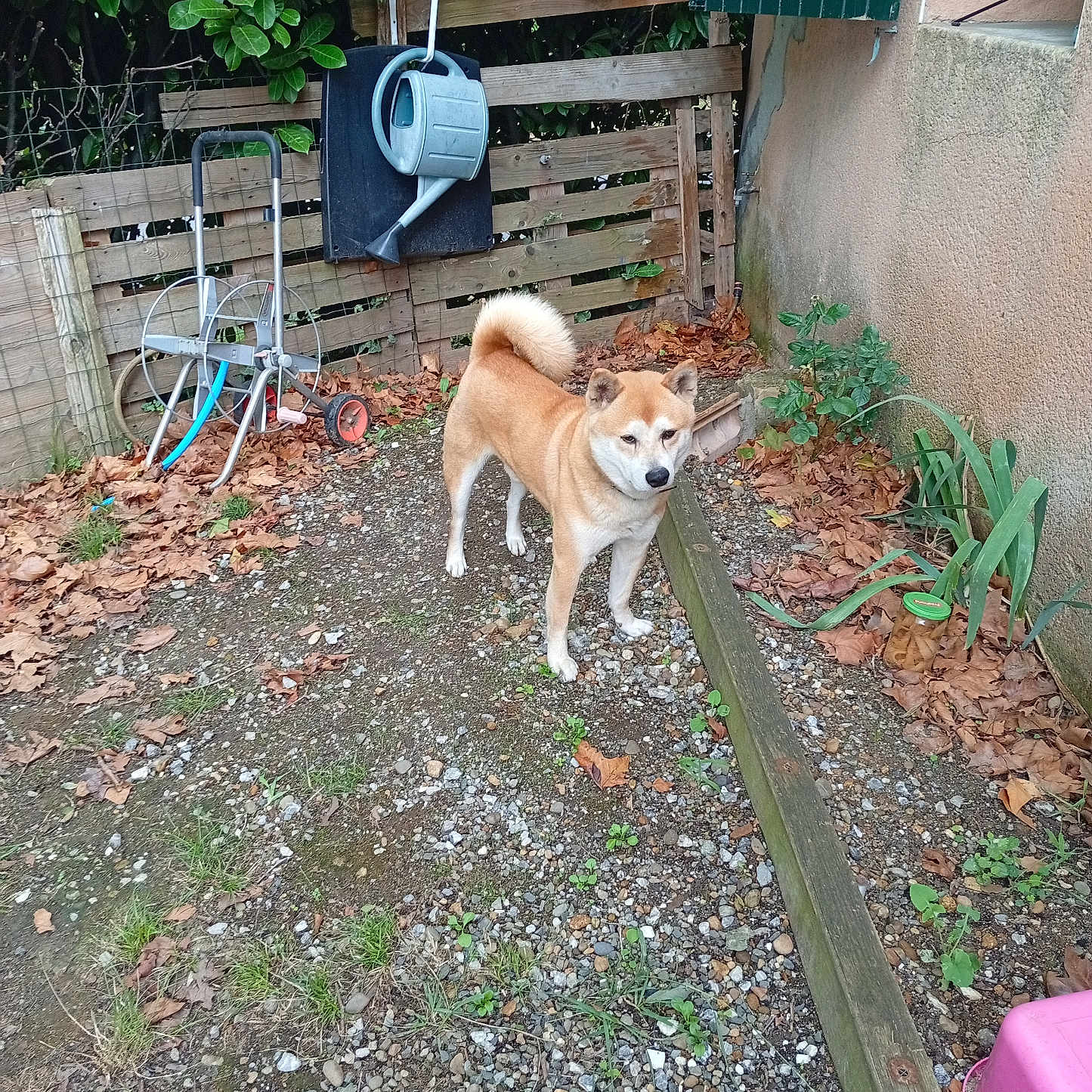Nouky participe au concours pour gagner de l'argent avec cette photo : animal, backyard, brown_dog, canine, curious, daylight, dog, fence, garden, gravel, leaves, nature, outdoor, pet, plant, shiba_inu, standing, watering_can, wooden_fence, yard