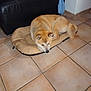 dog, pet, dog_bed, tile_floor, indoor, brown_dog, resting, furniture, corner, wall, floor, canine, animal, domestic_animal, sleepy, cozy, household, living_space, quiet, relaxation
