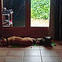 dog, indoor, floor, tile, mat, glass_door, shoe_rack, shoes, plant, curtain, light, resting, pet, animal, brown_dog, black_dog, home, door, garden, relaxing