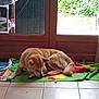 dog, indoor, towel, floor, glass_door, tile_floor, green, red, yellow, brown, pet, animal, relaxing, resting, home, window, daylight, garden, plant, curtain