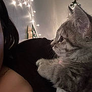Nala joined the competition — help win amazing prizes! animal, cat, christmas_tree, close_up, cozy, cute, decorations, fairy_lights, fur, holiday, indoor, kitten, person, pet, profile, shoulder, soft, star, tabby, warm_lighting