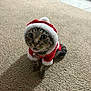 adorable, animal, carpet, cat, christmas, costume, curious, cute, domestic, feline, festive, fur, holiday, indoor, looking_up, pet, santa_hat, small_animal, tabby_cat, wide_eyes