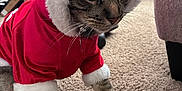 Mochi joined the competition — help win amazing prizes! animal, carpet, cat, costume, couch, curious, cute, face, feline, festive, fur, household, indoor, living_room, paws, pet, red_hoodie, santa_costume, tabby_cat, whiskers