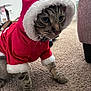 animal, carpet, cat, costume, couch, curious, cute, face, feline, festive, fur, household, indoor, living_room, paws, pet, red_hoodie, santa_costume, tabby_cat, whiskers