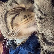 Mochi joined the competition — help win amazing prizes! animal, blue_garment, blurred, cat, close_up, cozy, cute, domestic_cat, face_partially_covered, feline, fur, indoor, mystery, paw, pet, relaxed, soft_texture, striped, tabby_cat, whiskers