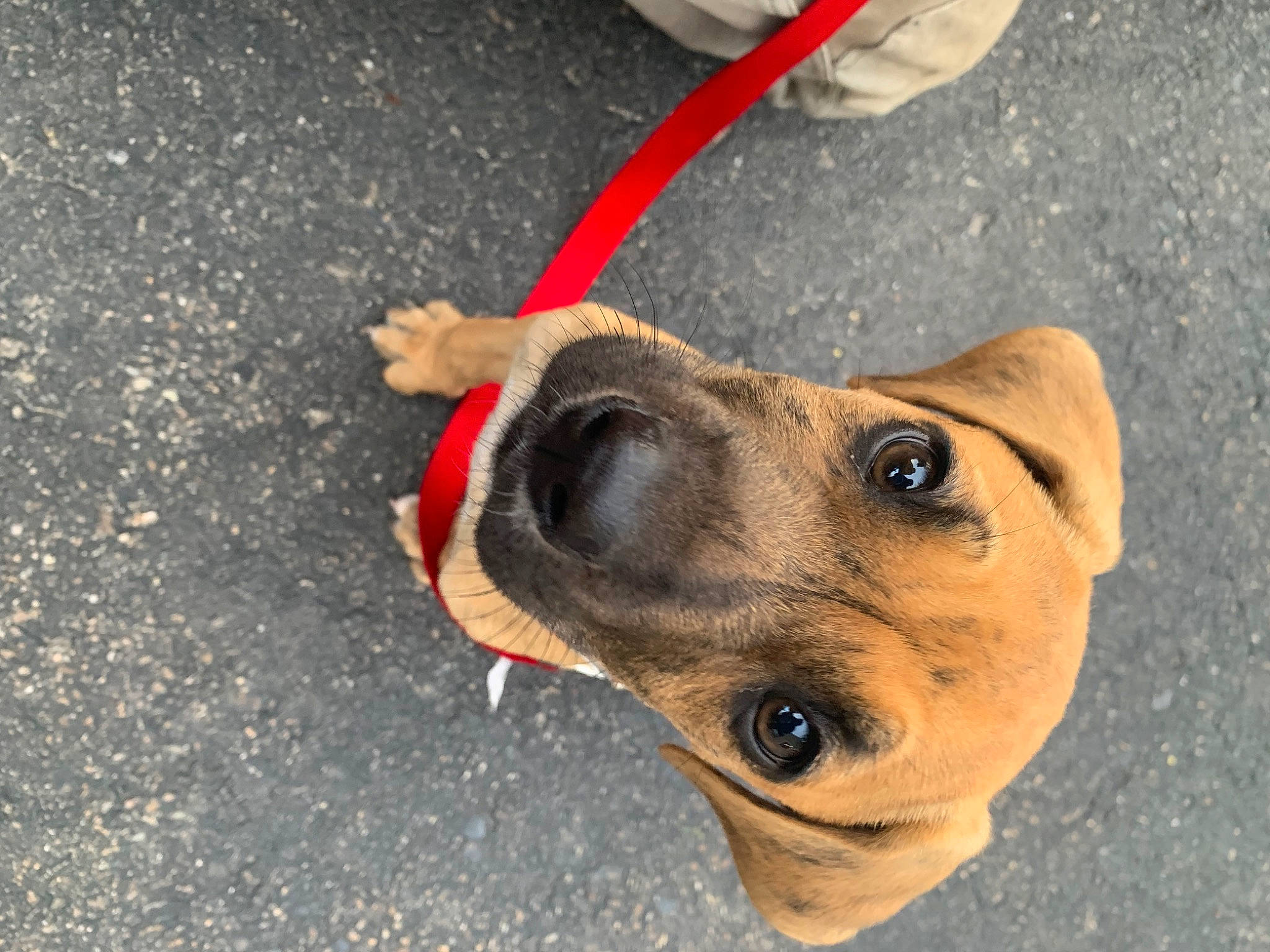 Colby joined the competition — help win amazing prizes! aspin, black_mouth_cur, canidae, carnivore, companion_dog, dog, dog_breed, fawn, mountain_cur, nose, potcake_dog, rare_breed_dog, snout, street_dog