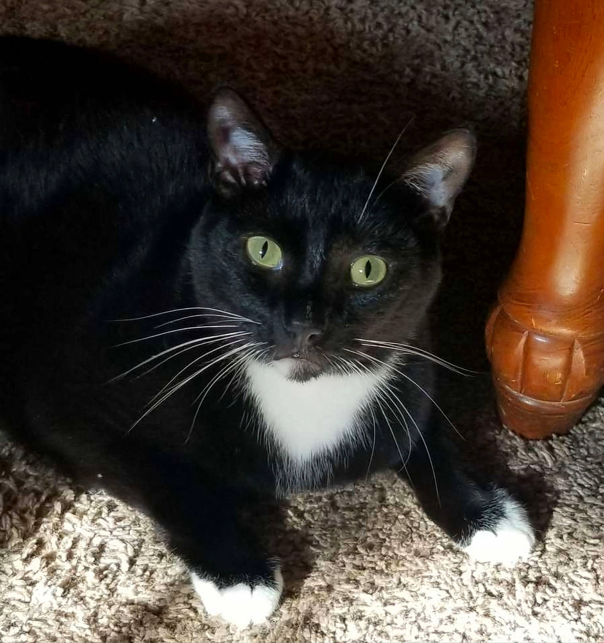 Romeo joined the competition — help win amazing prizes! black_cat, calf, carnivore, cat, claw, domestic_short_haired_cat, felidae, flooring, foot, fur, grass, human_leg, mammal, paw, small_to_medium_sized_cats, snout, tail, terrestrial_animal, vertebrate, whiskers