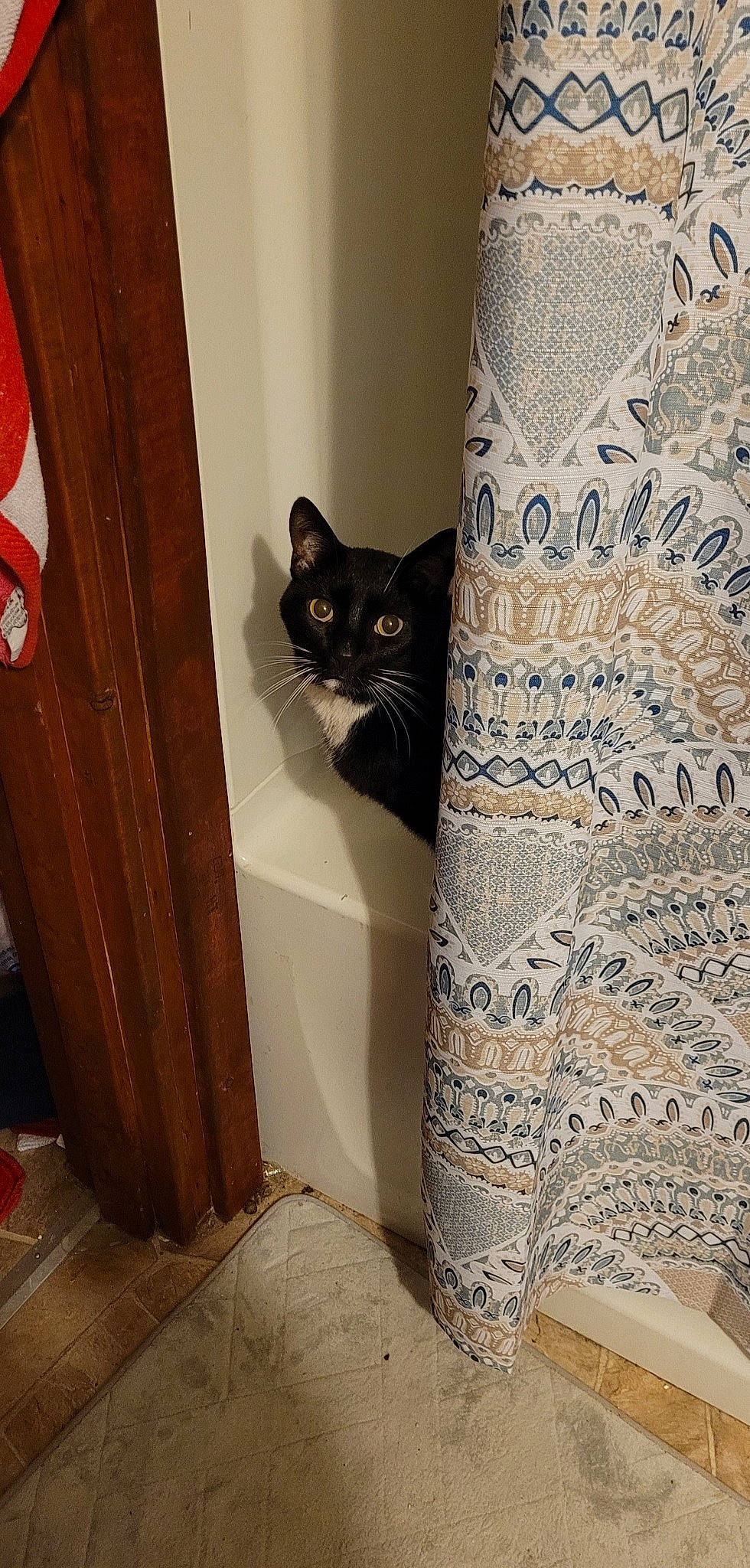 Romeo joined the competition — help win amazing prizes! black_cat, carnivore, cat, cat_supply, comfort, curtain, door, felidae, flooring, grey, interior_design, linens, pattern, pet_supply, small_to_medium_sized_cats, stairs, tail, textile, whiskers, wood