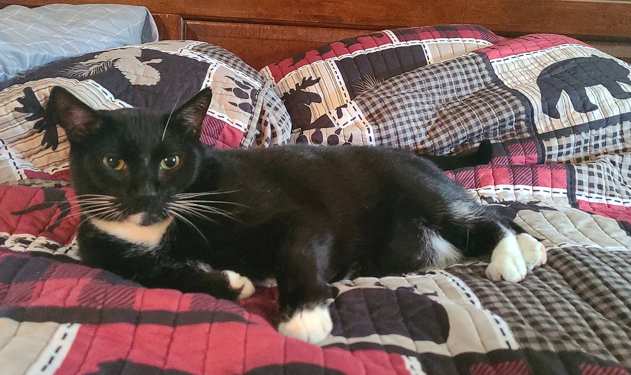 Romeo joined the competition — help win amazing prizes! black_cat, box, carnivore, cat, cat_supply, comfort, domestic_short_haired_cat, felidae, fur, linens, pattern, pet_supply, pillow, plaid, room, small_to_medium_sized_cats, tail, tartan, textile, whiskers