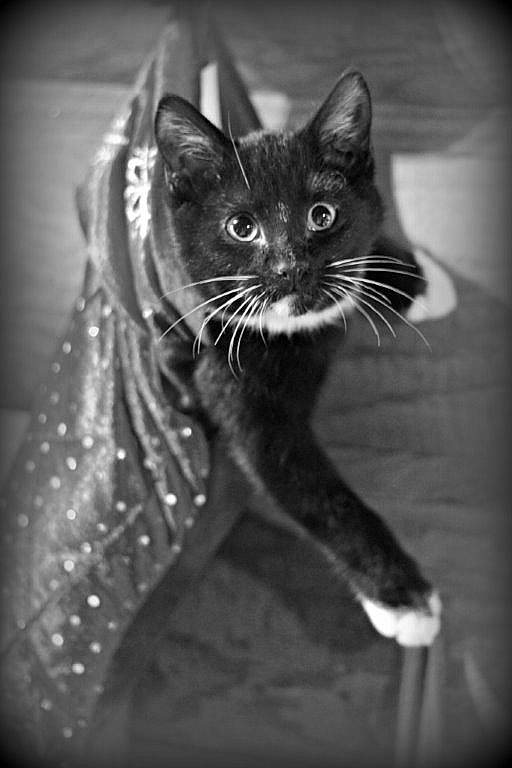 Romeo joined the competition — help win amazing prizes! black_and_white, black_cat, carnivore, cat, claw, darkness, domestic_short_haired_cat, felidae, fur, grey, monochrome, monochrome_photography, small_to_medium_sized_cats, snout, still_life_photography, style, tail, tints_and_shades, whiskers, window