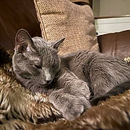 Gracie is registered to the contest to win money with this photo: cat, gray_cat, sleeping, furry_blanket, brown_couch, cushion, indoor, pet, cozy, resting, feline, soft_texture, close_up, relaxation, home_interior, fur, animal, comfortable, domestic, quiet