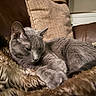 cat, gray_cat, sleeping, furry_blanket, brown_couch, cushion, indoor, pet, cozy, resting, feline, soft_texture, close_up, relaxation, home_interior, fur, animal, comfortable, domestic, quiet