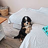 bernese_mountain_dog, puppy, dog, pet, indoor, living_room, couch, bed, blanket, basket, wooden_floor, curious, fur, animal, small_dog, black, white, brown, cute, young
