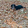 dog, autumn, leaves, outdoor, playful, tongue_out, grass, fence, brown, black, white, nature, canine, pet, animal, fall, season, happy, lying_down, daylight
