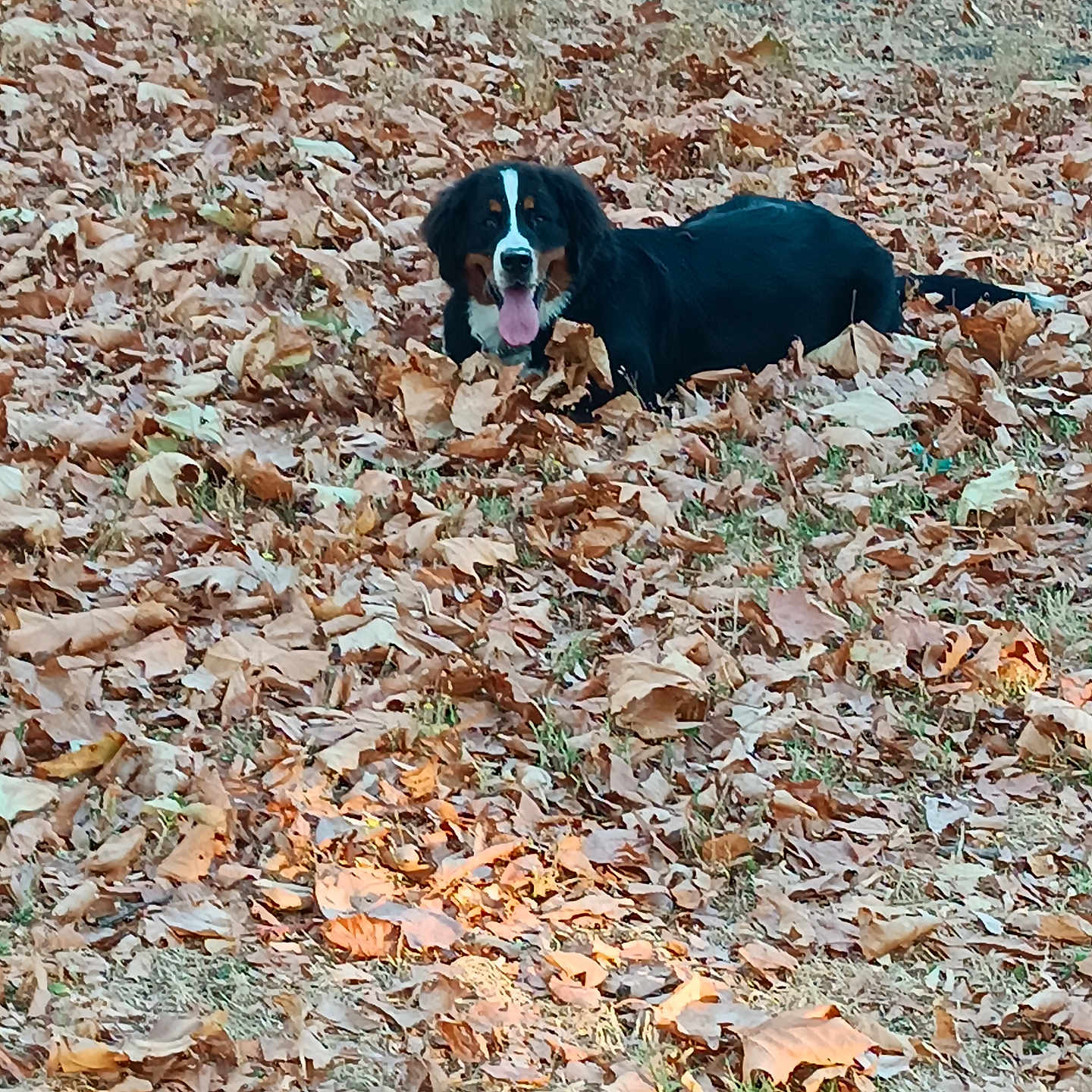 Bella
