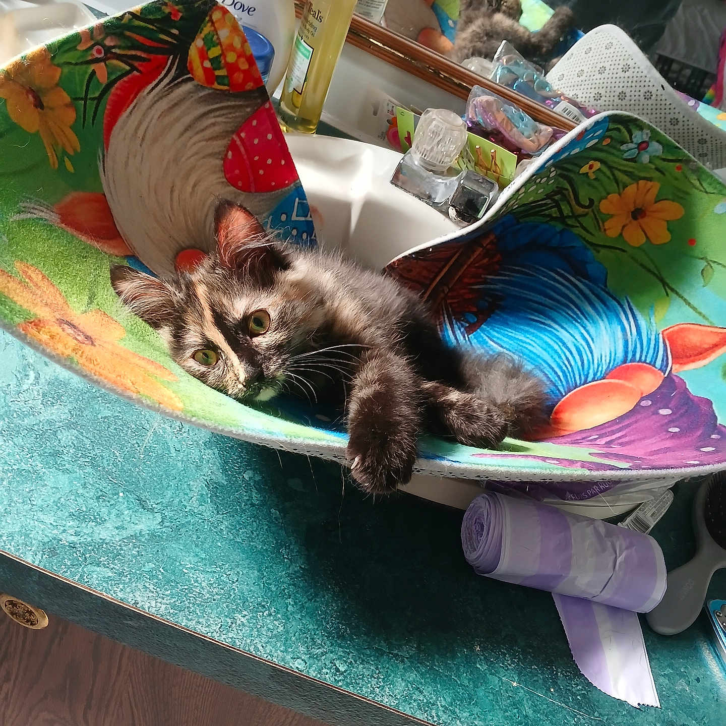 Sassy joined the competition — help win amazing prizes! animal, bottle, canine, cat, chair, child, clothing, cosmetics, dog, female, furniture, girl, glove, kitten, manx, perfume, person, pet, puppy, sleeping