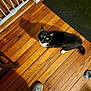 baby_gate, black_and_white_cat, cat, cozy, curious, domestic, feline, floor_mat, flooring, home, household, indoor, looking_up, pet, shadow, shoe, sock, tail, whiskers, wooden_floor